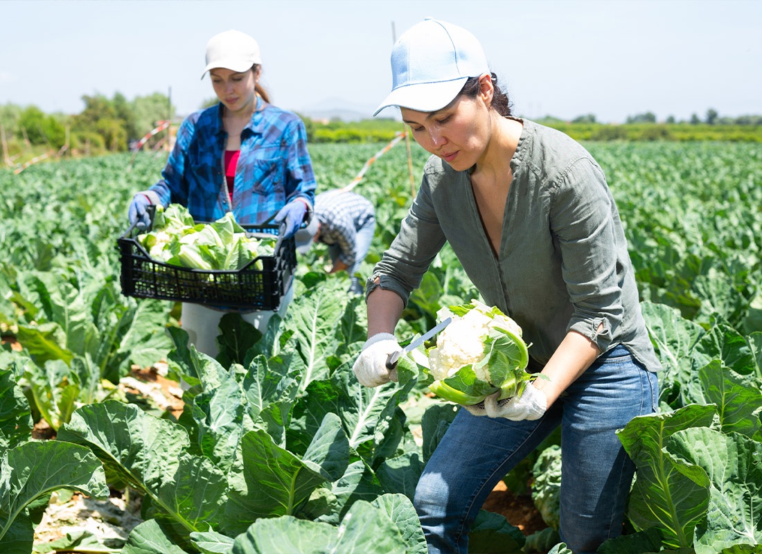 Insurance by Industry - Women Working in a Cauliflower Field on a Farm While Wearing Gloves and Hats on a Sunny Day